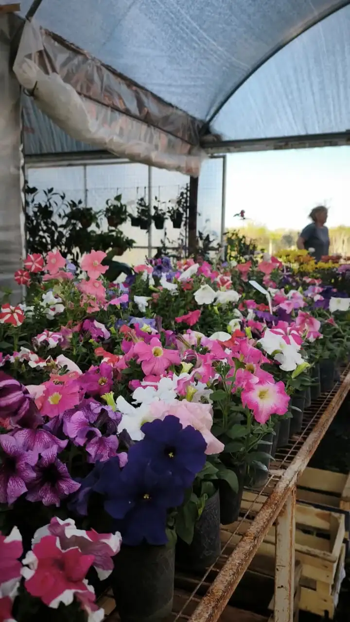 Vivero marques, plantas de primavera - 6