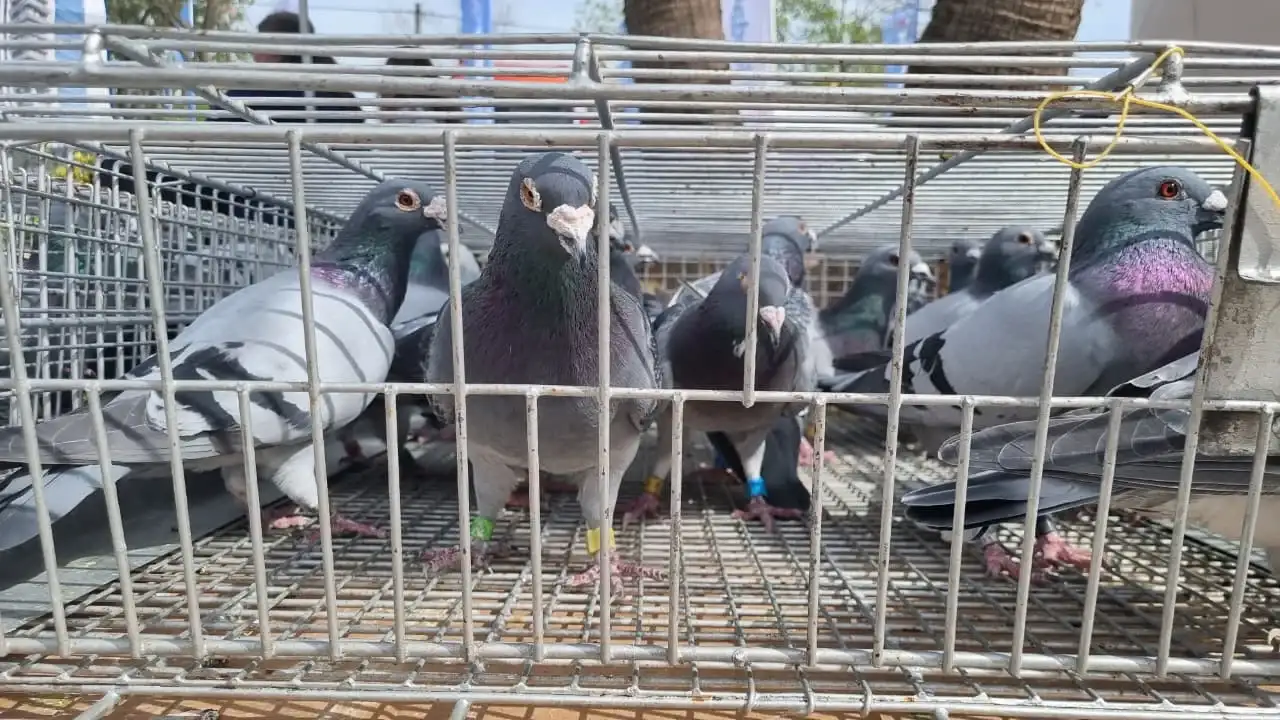 palomas
