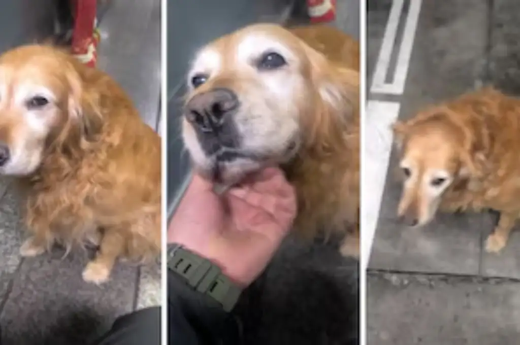 Peki, la perra de seguridad, se retira tras 10 años de servicio y emociona a miles en redes sociales
