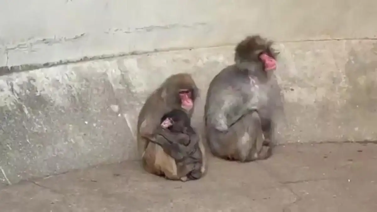 El éxito de esta transición emocional ha despertado tal interés que las visitas al zoológico se han duplicado, mientras el público celebra que este pequeño luchador finalmente haya encontrado el calor y la pertenencia que tanto necesitaba entre los suyos.