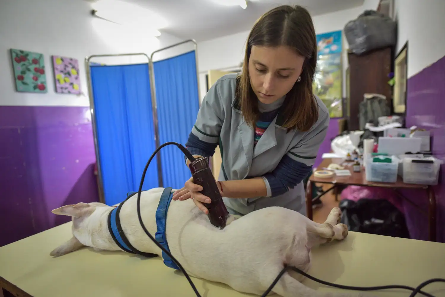 Nuevo cronograma del quirófano móvil para animales