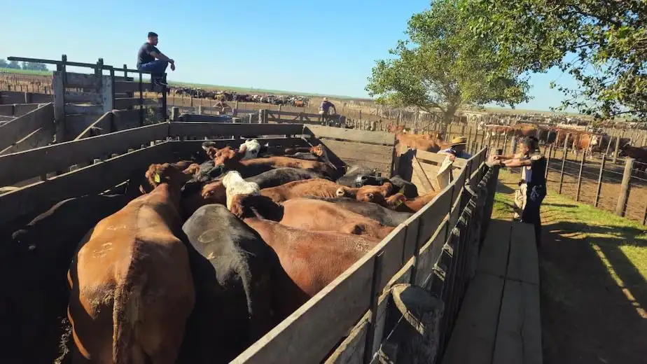 Recuperan en el sur cordobés más de mil cabezas de ganado vinculadas a una presunta estafa.