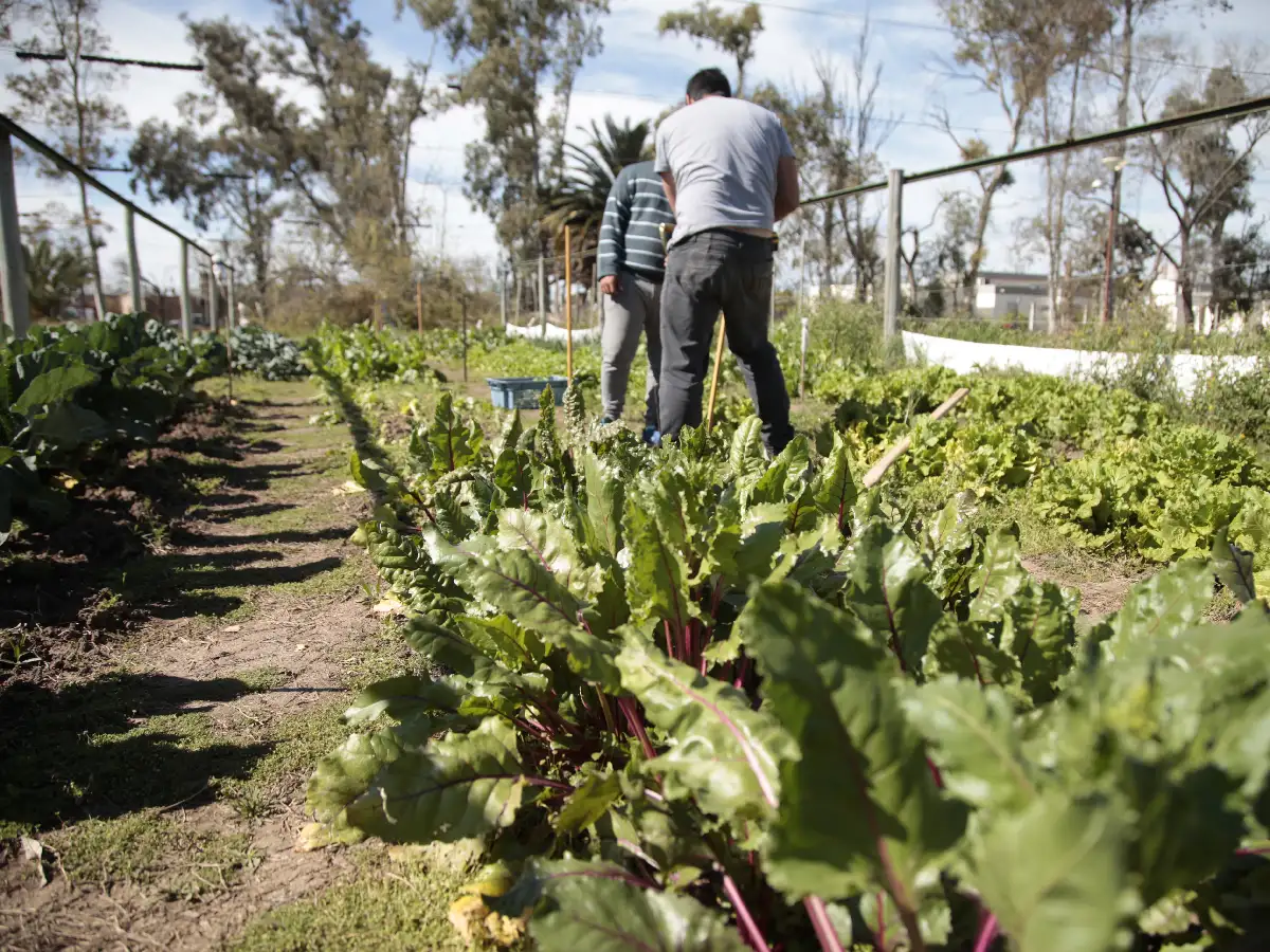 Más allá del alimento: la huerta para tratar adicciones 