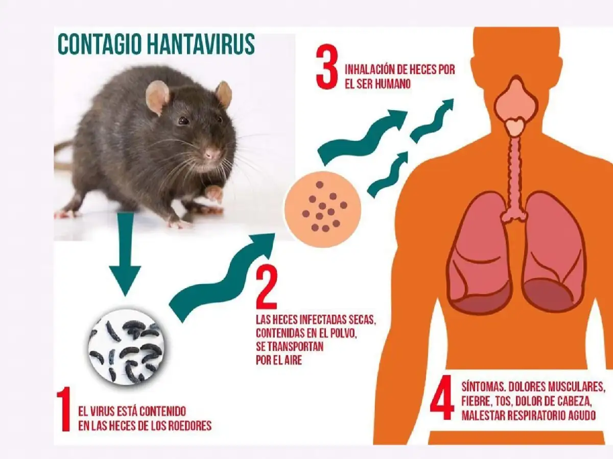 Hantavirus: este jueves brindarán una charla en barrio Parque  