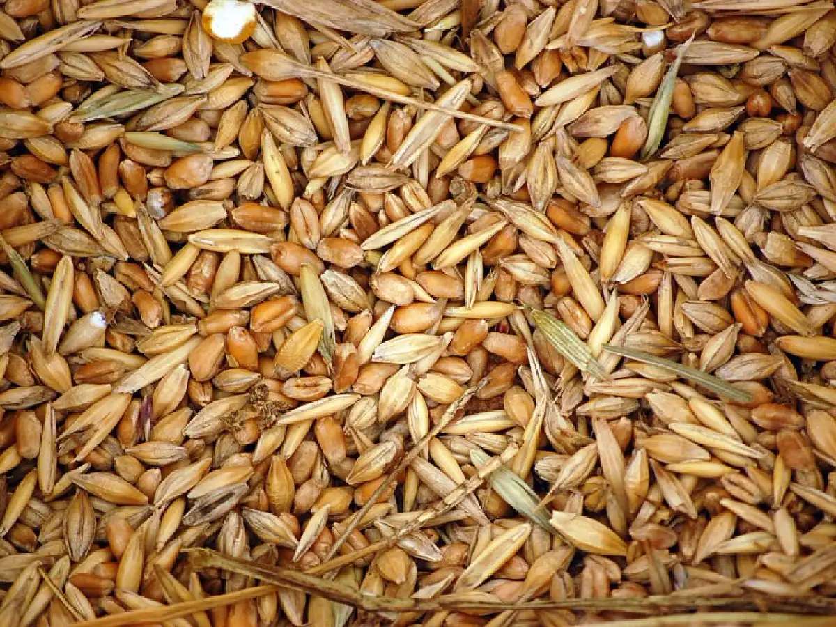 Creció el contenido de proteínas en el trigo de Santa Fe en 2017