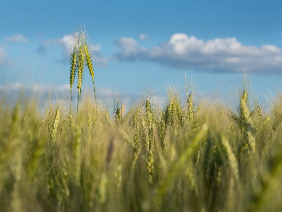Agro: expectativas en el subibaja