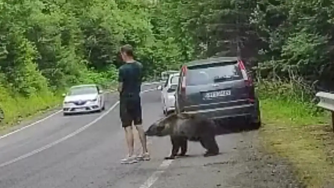 Estaba distraído en plena ruta, un oso se acercó y ocurrió lo inesperado.