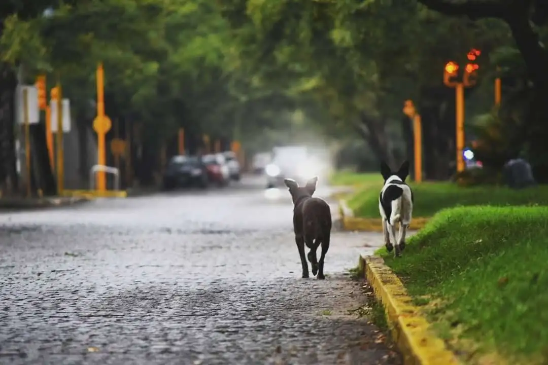 Nueva ordenanza de protección animal