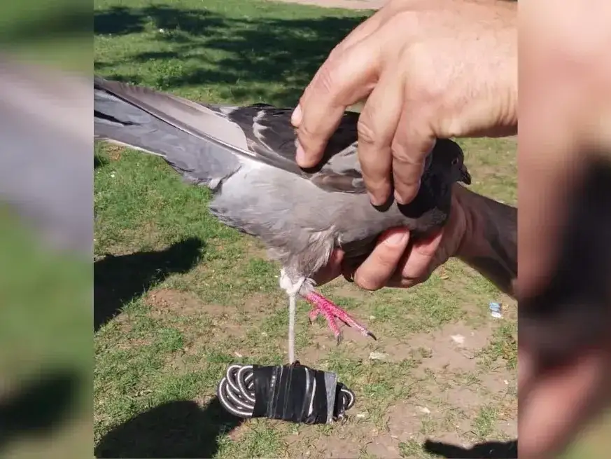 No es la primera vez que se detectan palomas para ingresar drogas u otros elementos a los establecimientos penitenciarios.