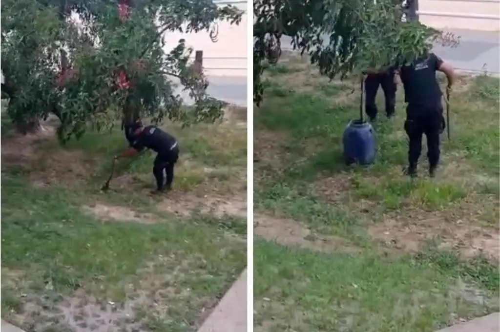 Encontraron una yarará en la costanera santafesina: que hay que hacer ante su aparición