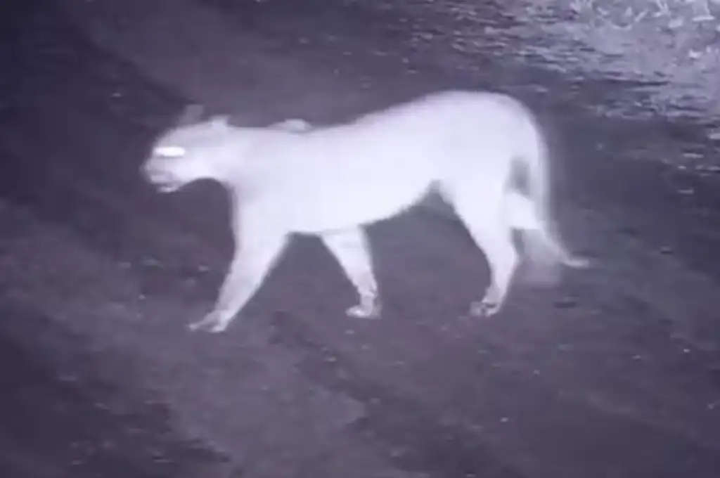 Se desplegó un operativo especial para atrapar al animal