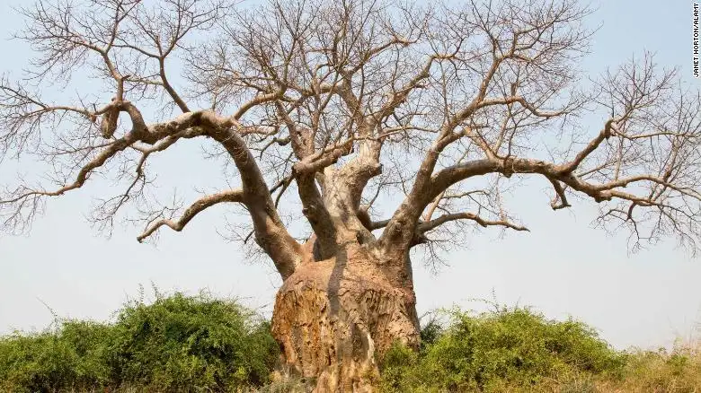 Asocian el cambio climático a la muerte de milenarios árboles baobab