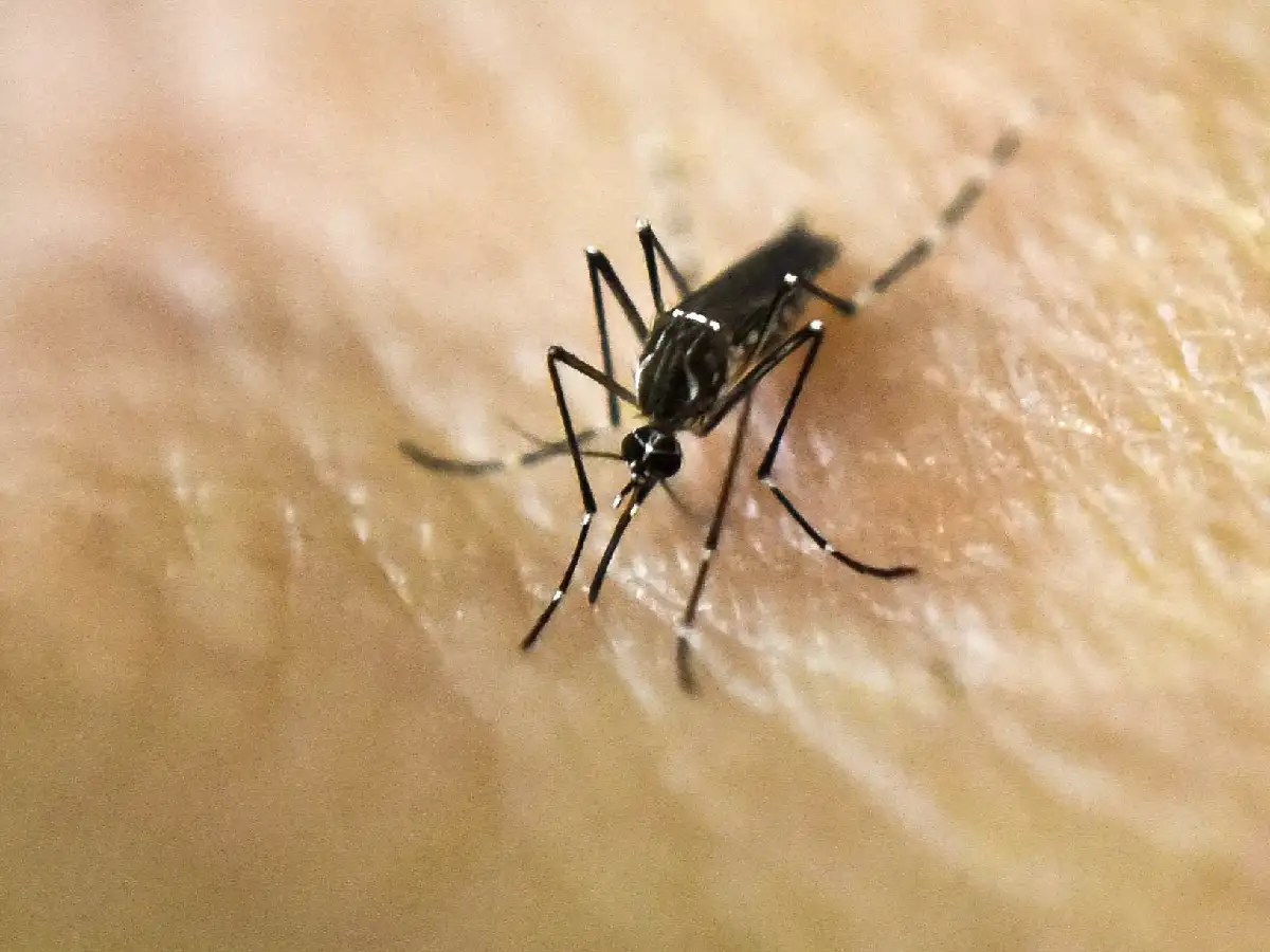 Dengue en Córdoba: falleció una mujer de 50 años y ya hay 5.473 casos