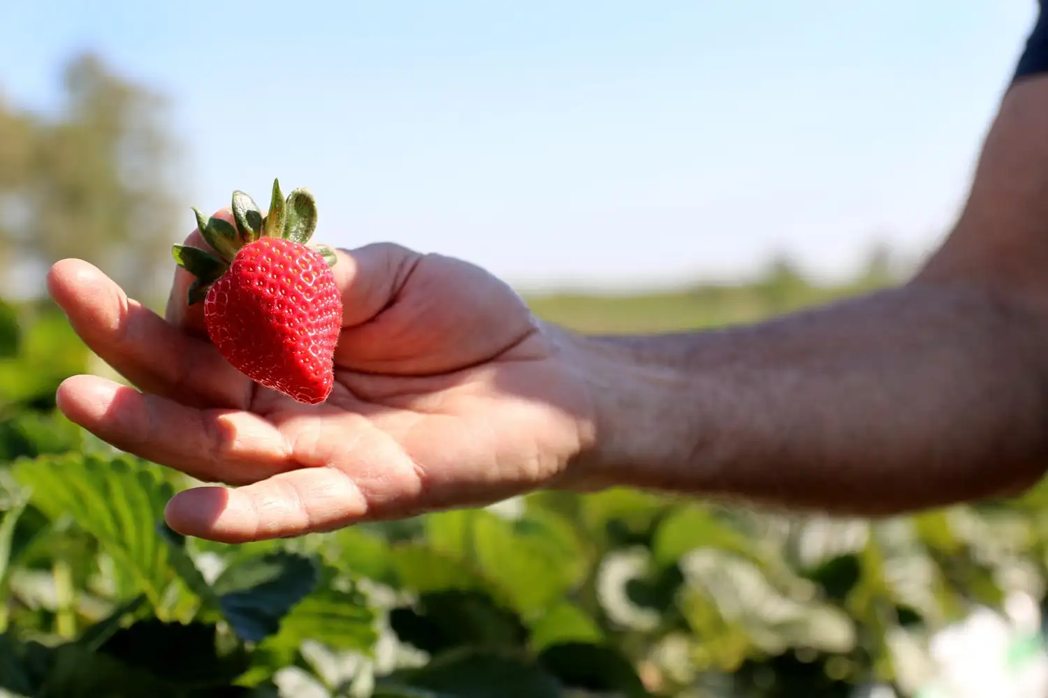 Frutillas en altura, una tendencia que crece en Coronda