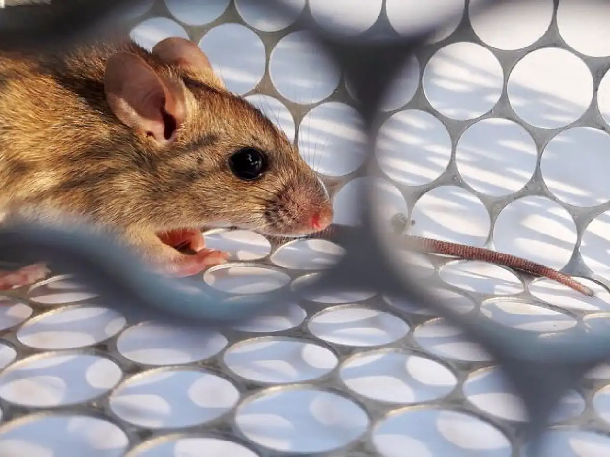 Dieron negativos los tres casos sospechosos de hantavirus en San Martín de los Andes