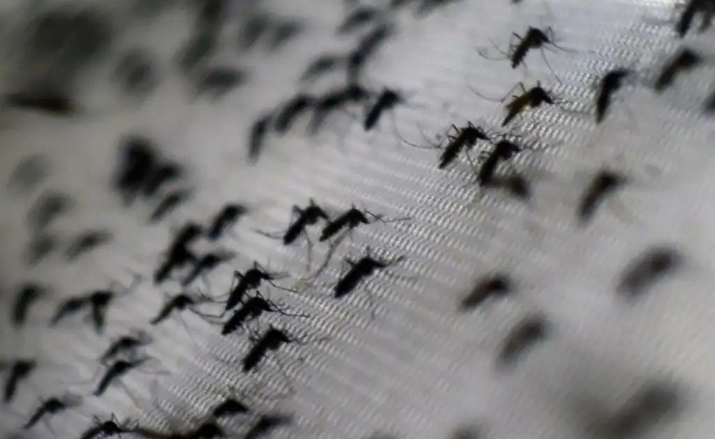 Invasión de mosquitos en Rosario: cómo identificar vectores del dengue