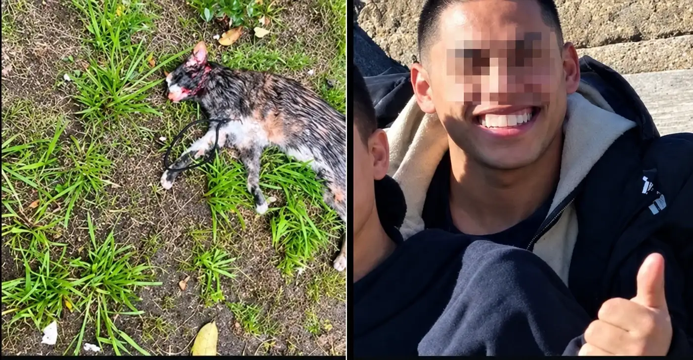 Horror en Berazategui: denuncian a un joven por matar perros y gatos del barrio