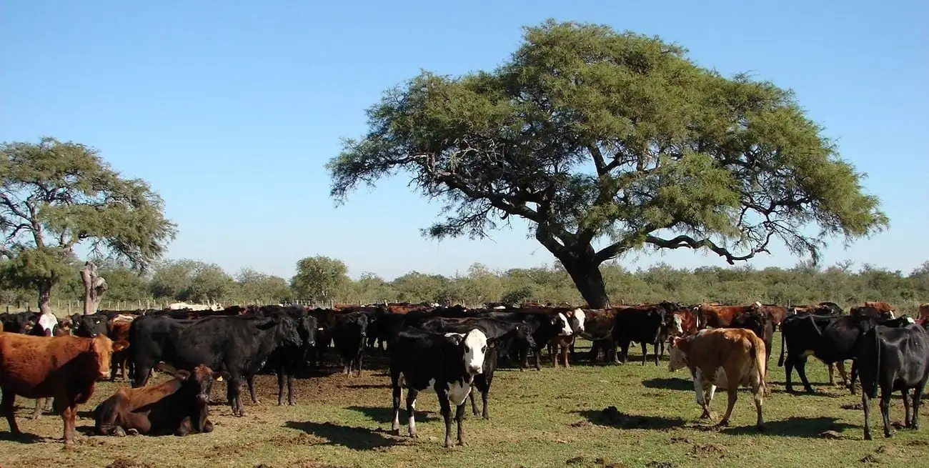 Tras la reactivación de las lluvias, Hug estimó que con una temporada neutra para El Niño, “va a haber agua, va a haber forraje natural y va a haber que hacer buenas reservas para afrontar el próximo invierno”.