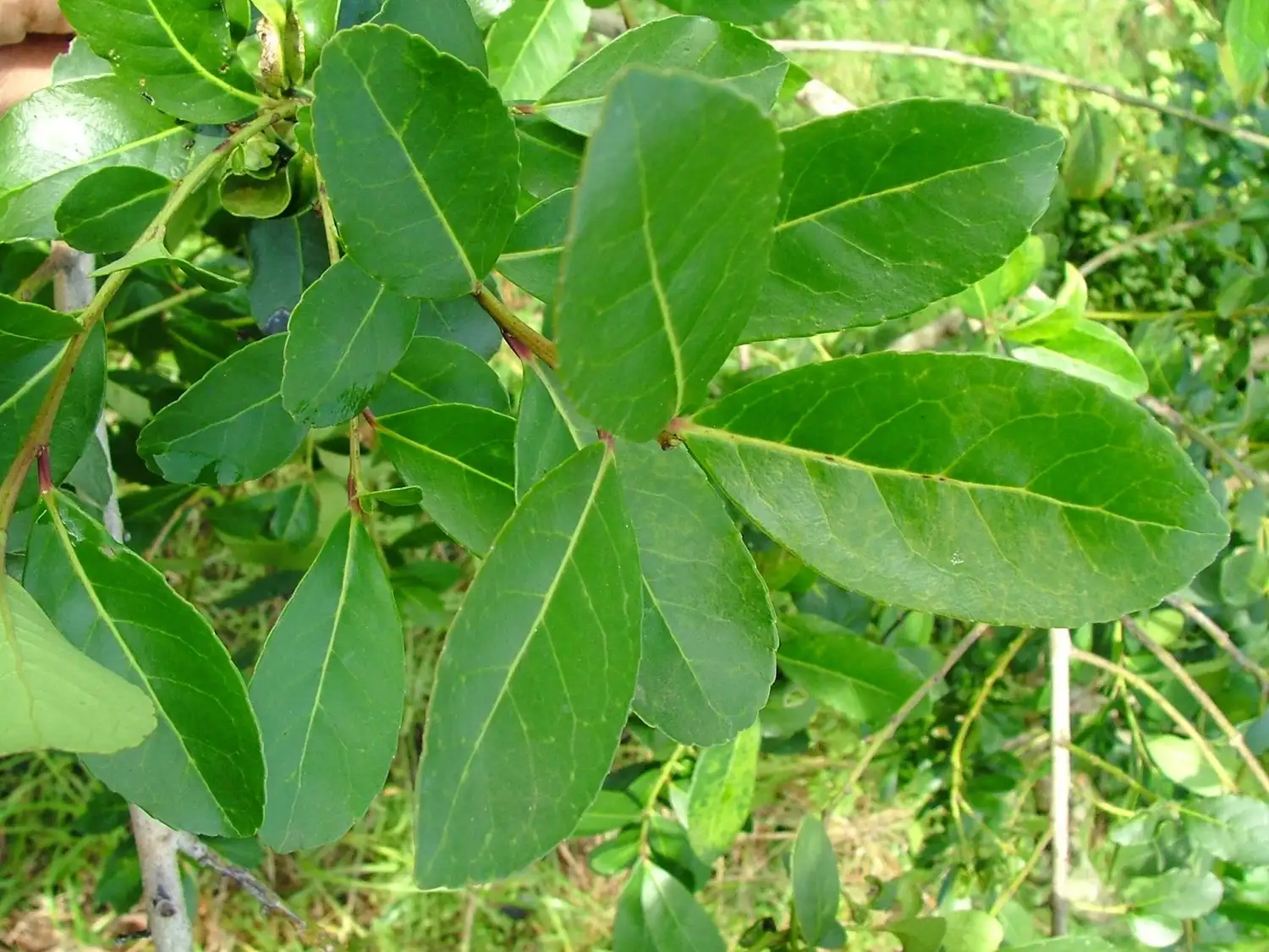 Descifran los genes de la yerba mate