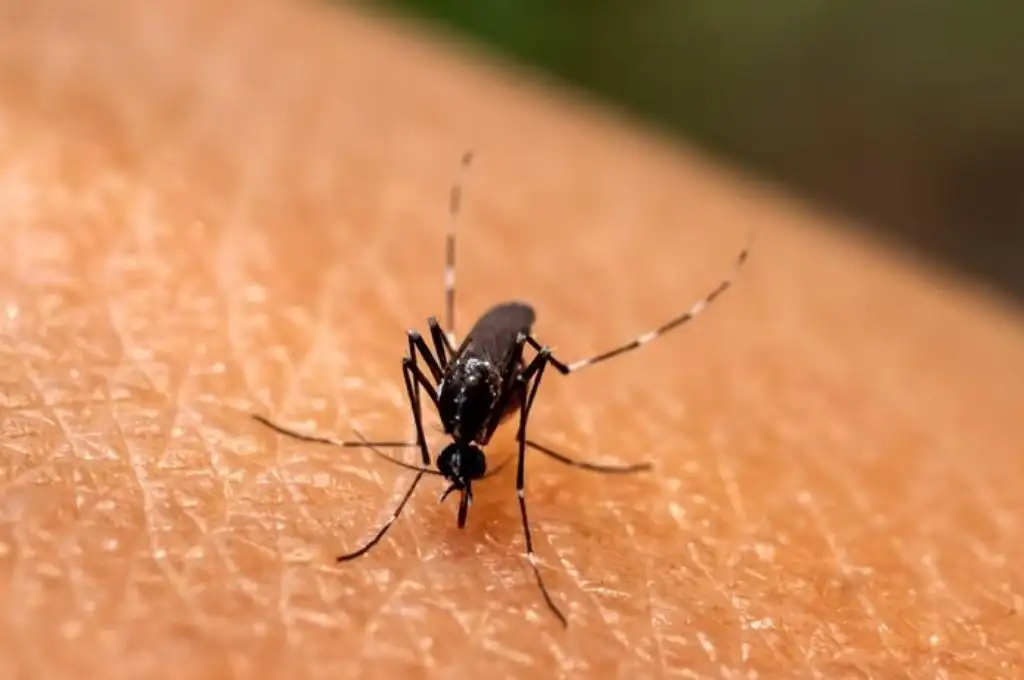 Investigadores descubren un método efectivo para alejar a los mosquitos