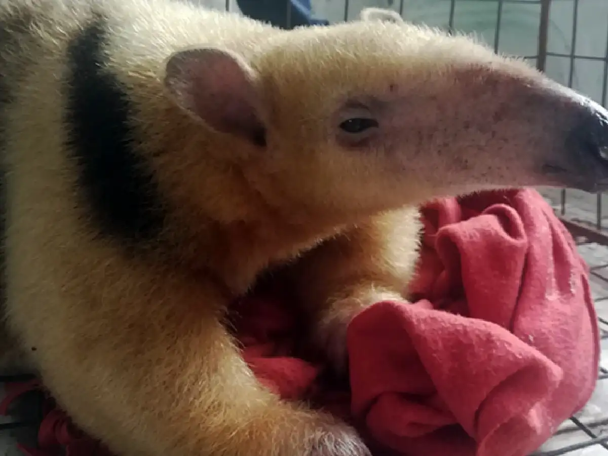 Policía Ambiental rescató un oso melero en Nono