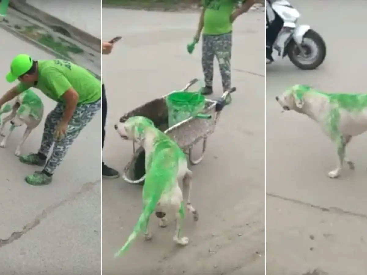 [Video] Repudiable: militantes pintaron a un perro de verde en Tucumán