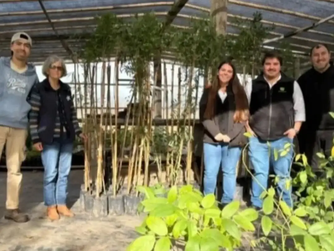 Maggiolo vivero