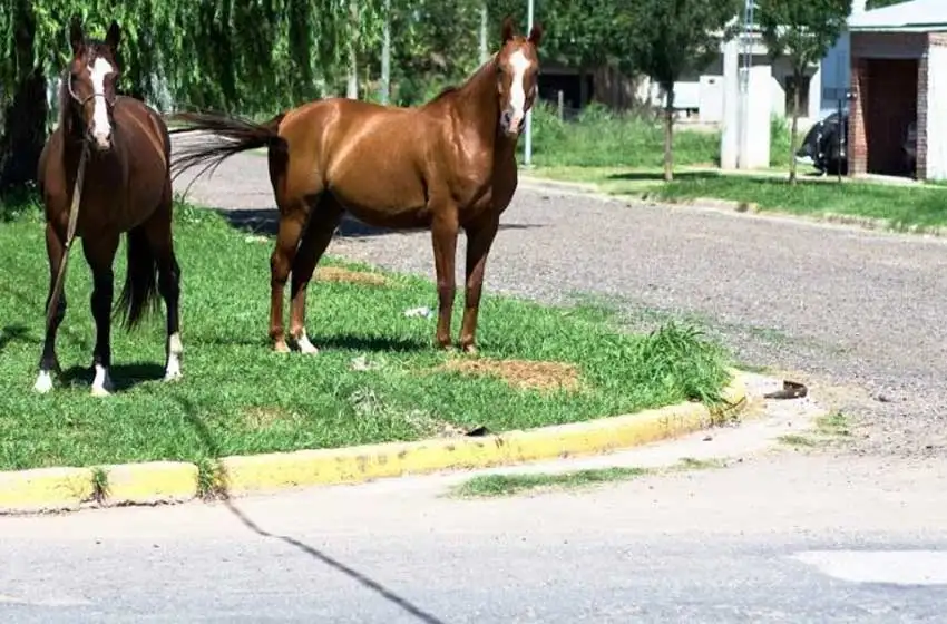 Preocupación por animales sueltos en distintos puntos de la ciudad