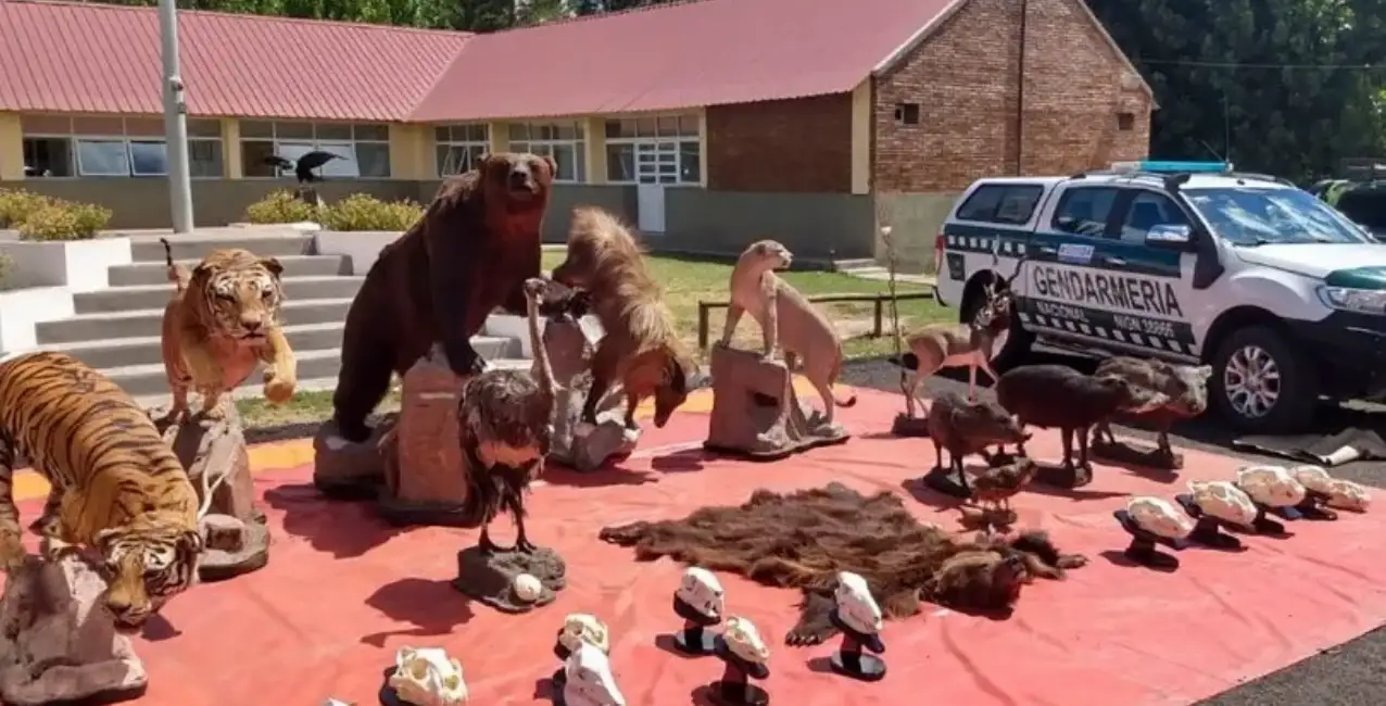 Secuestraron más de 50 animales embalsamados en Mendoza