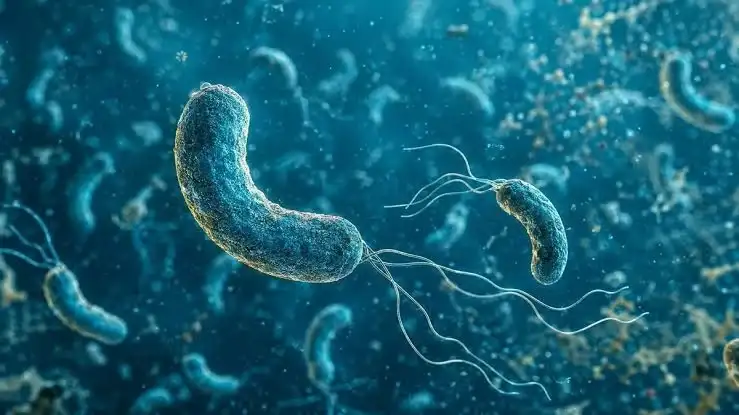 Las autoridades sanitarias de Florida y Luisiana reportaron en conjunto 42 infecciones y 12 muertes por Vibrio vulnificus en lo que va de 2026.