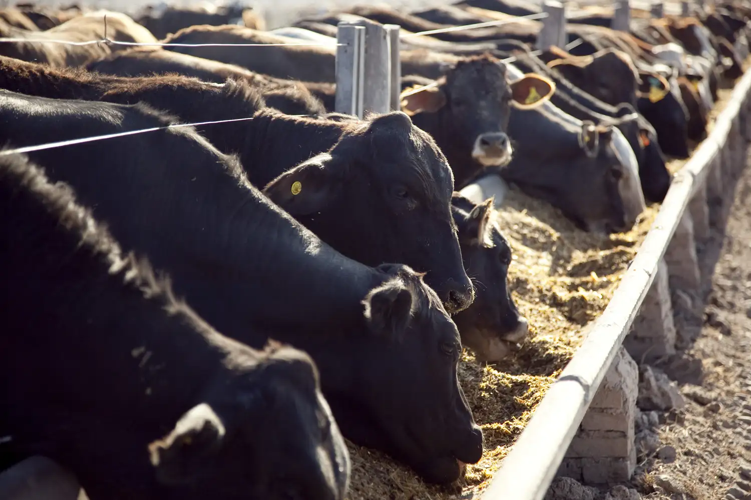 El subsidio será de $ 5.200 mensuales por cuatro meses por cabeza con un límite máximo de 100 animales.