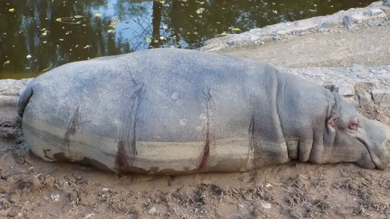 Crisis en el zoo de Mendoza: Denuncian ataque a un hipopótamo