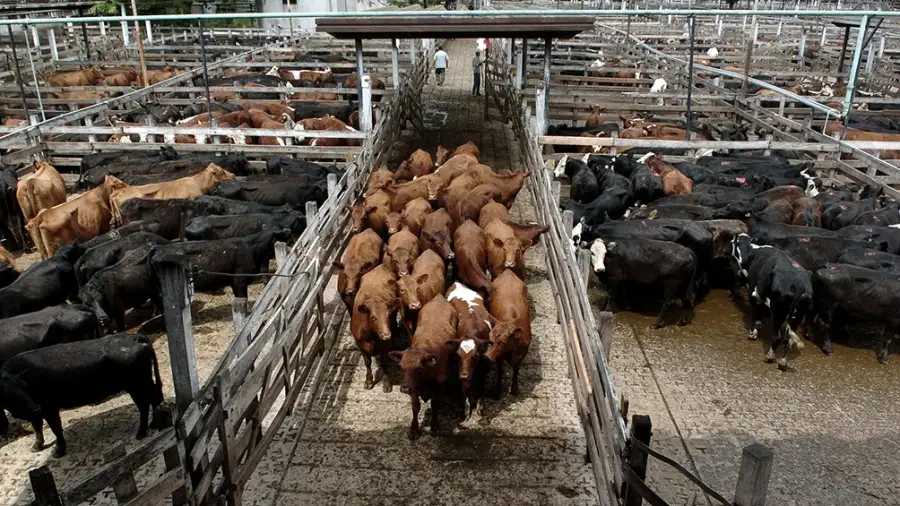 Los valores de la carne volvieron a bajar en Liniers