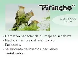 pirincho