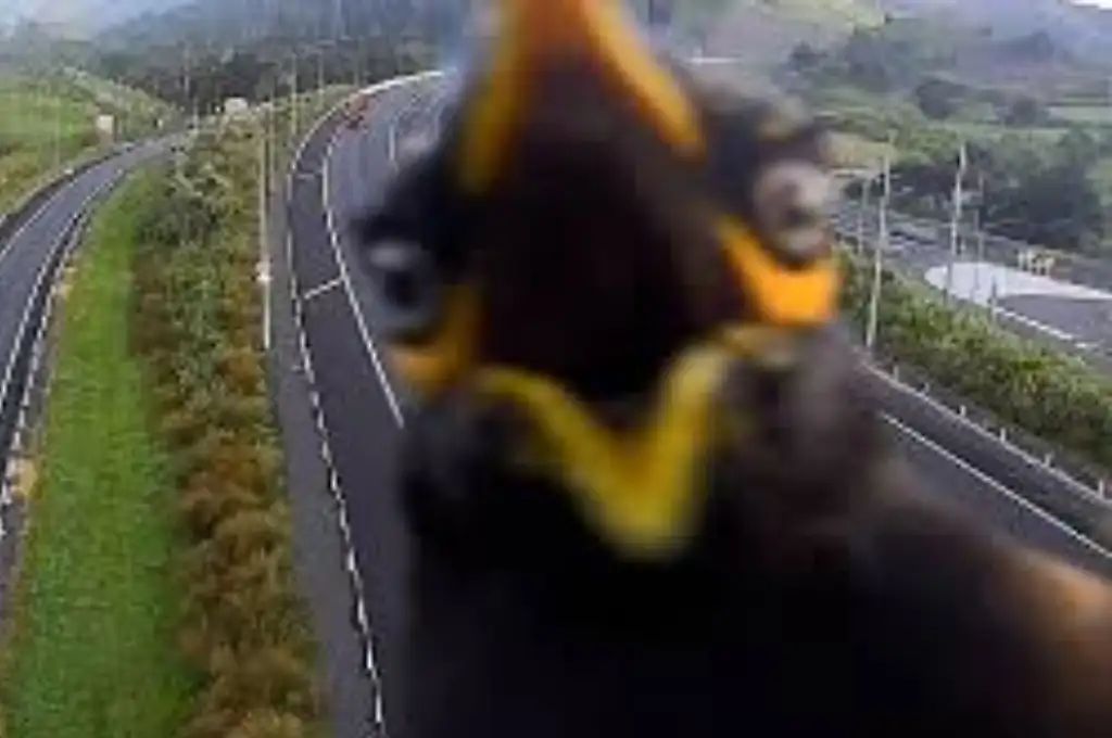 El pájaro protagonista del video