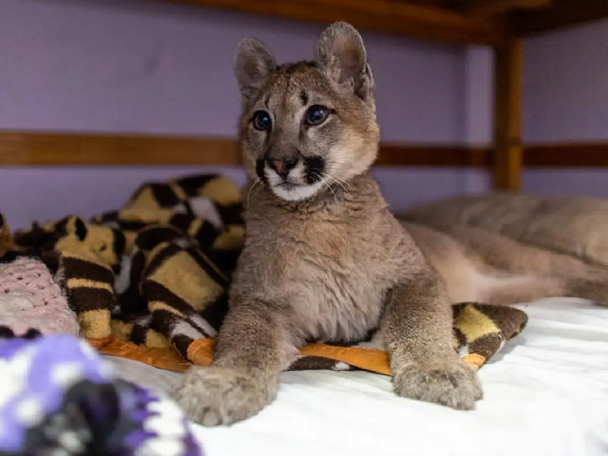 Rescatan a un puma de 6 meses de una vivienda y lo trasladan a la Fundación Temaikén