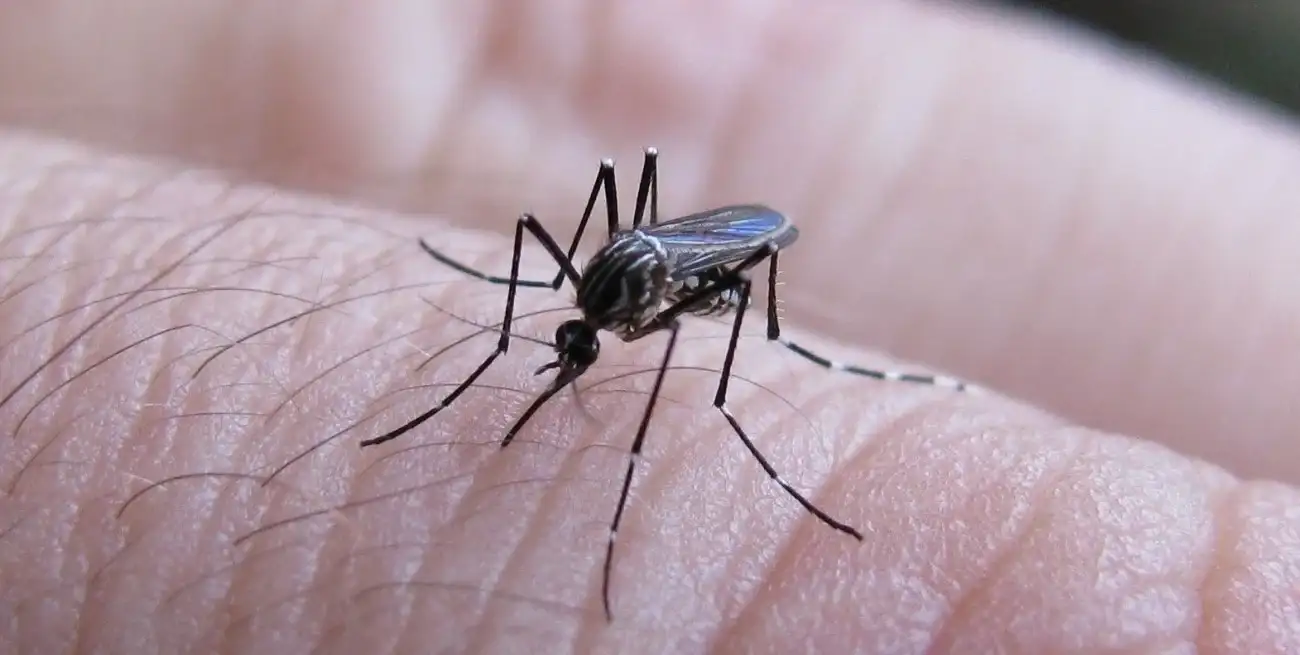 No hay casos registrados de dengue en Santa Fe.