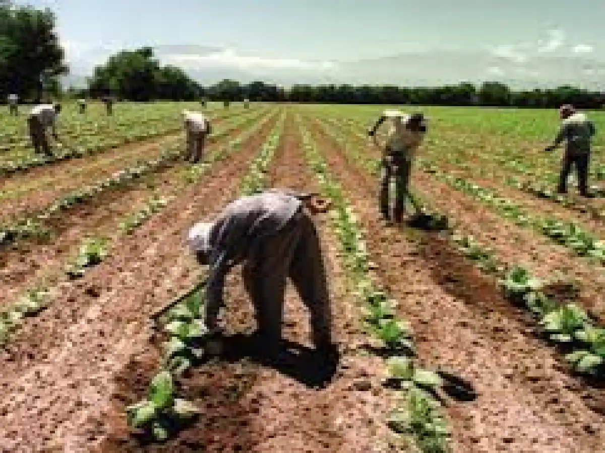 Trabajadores rurales temporarios registrados cobrarán planes sociales por 6 meses