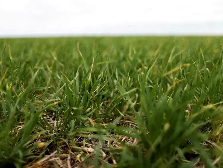 heladas trigo