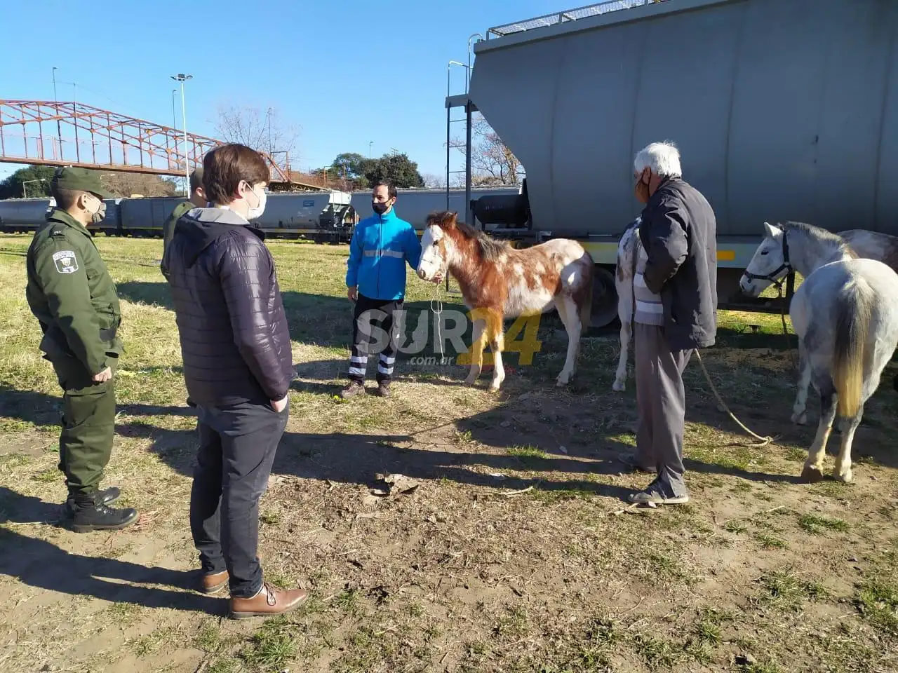 Relevamiento municipal: Detectaron casi 200 caballos en el ejido urbano