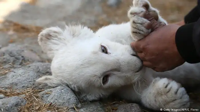 Nace el primer león blanco en cautiverio en México
