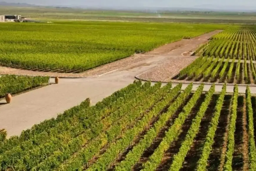 Viñedo