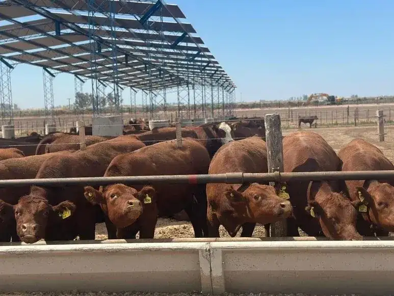 feedlot