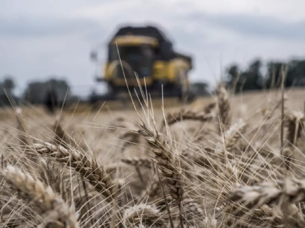 La producción de trigo será menor en el este provincial