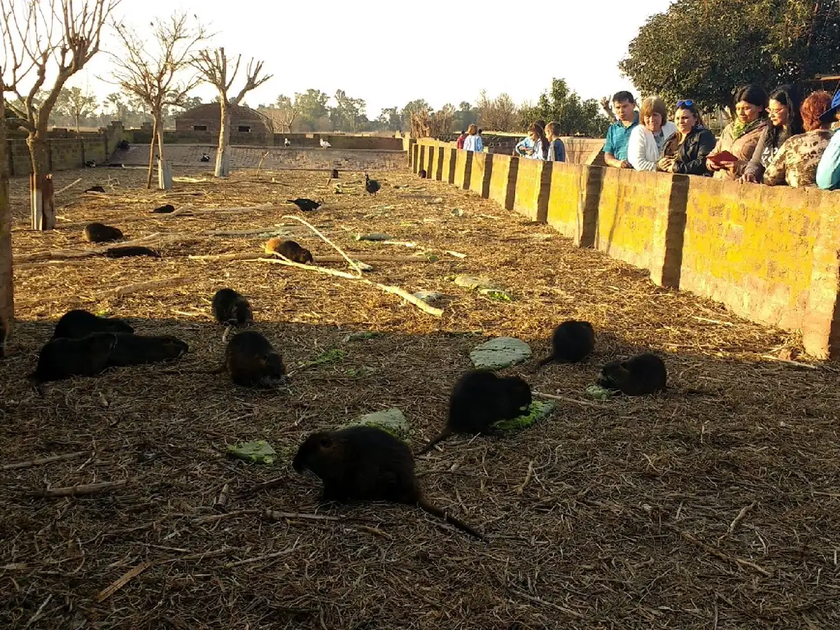 El turismo en Miramar disparó el consumo de carne de nutria 