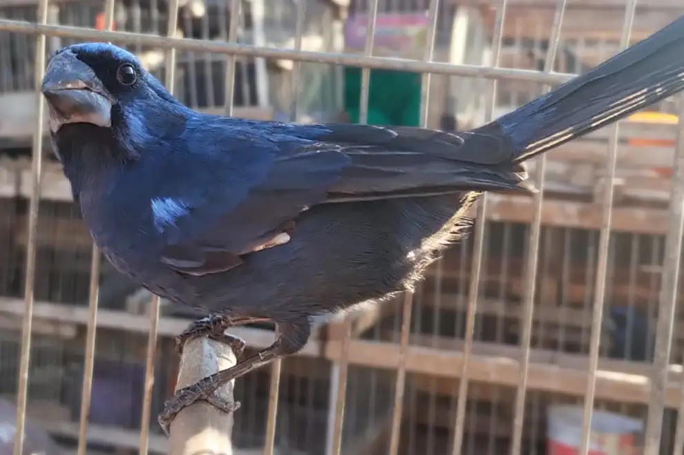 aves