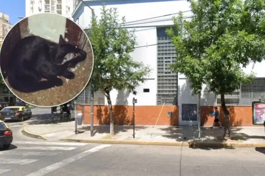 Insólito: enviaron un gato para combatir las ratas en un colegio de Villa Urquiza