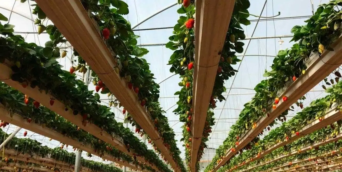 Frutillas en el cielo. El sistema permite al trabajador una tarea más sencilla y alejada de las plagas del suelo.