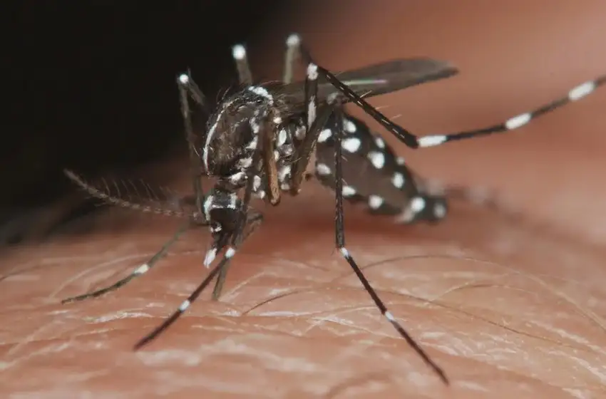 Apariencia del mosquito que posee el vector del dengue.