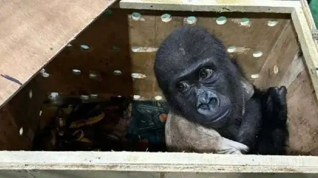 El gorila fue hallado dentro de una caja de madera.
